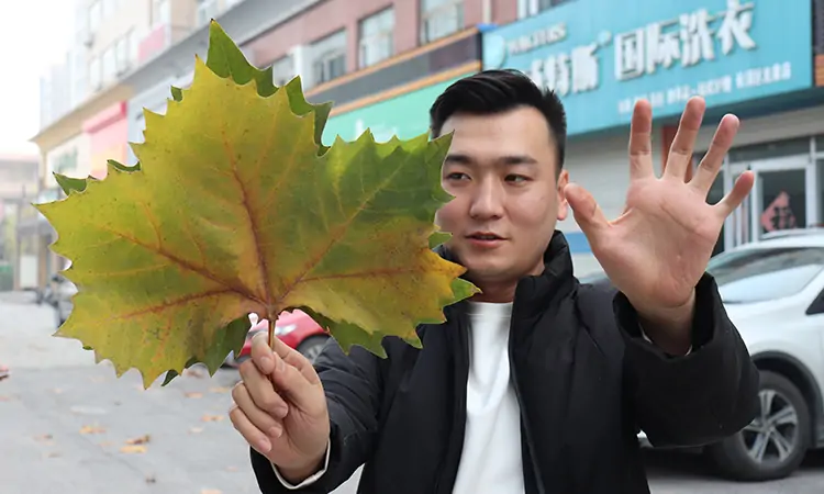 三輪樹(shù)葉收集車