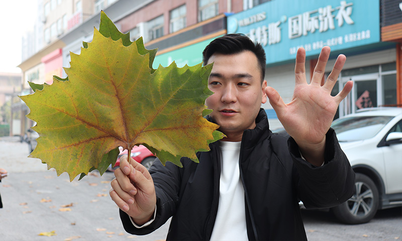 純電動樹葉收集車，秋季梧桐落葉收集轉(zhuǎn)運終結(jié)者