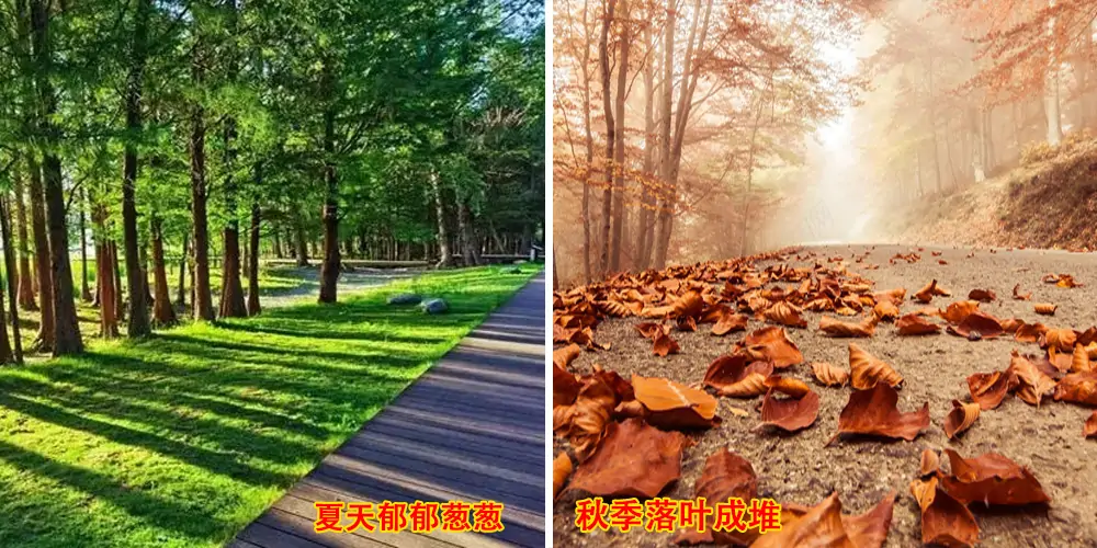 電動(dòng)樹(shù)葉收集車_多功能樹(shù)葉收集車_吸樹(shù)葉的機(jī)器_樹(shù)葉粉碎收集一體車